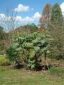 Melianthus major 